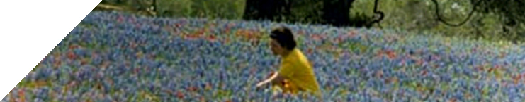 Lady Bird Johnson in a field of wildflowers in Eastern Texas